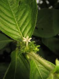 Image result for Sabicea