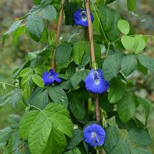 Image result for Clitoria ternatea