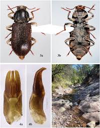 Image result for Macledium humilis