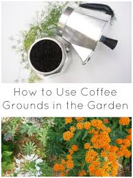 All you have to do is mix about half a pound of coffee grounds with five gallons of water. How To Use Coffee Grounds In The Garden