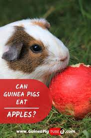 Pin On Guinea Pig Food And Diet