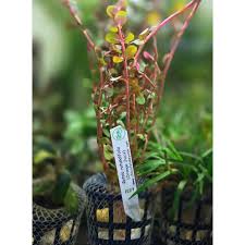 Image result for Rotala submersa