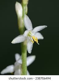 Image result for Chlorophytum sparsiflorum