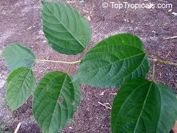 Image result for Hovenia dulcis