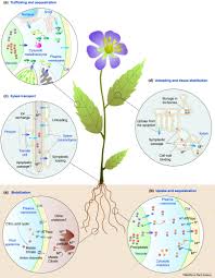 A Long Way Ahead Understanding And Engineering Plant Metal Accumulation Trends In Plant Science