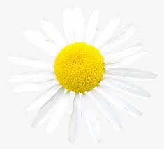 The image is png format with a clean transparent background. Daisies Png Images Free Transparent Daisies Download Kindpng