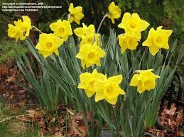 Plantfiles Pictures Trumpet Narcissus Trumpet Daffodil King Alfred Narcissus By Kdjoergensen Daffodils Garden Pests Narcissus