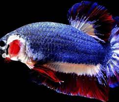 Jenis ikan yang paling populer di tahun 2020 adalah ikan cupang avatar, ikan cupang ini mulai semakin ramai yang mengembangkanya itu karena harganya stabil dan jarang sekali yang menjual ikan cupang avatar ini di bawah satu juta untuk setip ekornya. Ini Dia Ikan Cupang Termahal Di Dunia Dengan Harga 20 Juta
