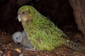 'flightless new zealand bird' is a 24 letter phrase starting with f and ending with d. New Zealand Scientists Are Getting Creative To Save The Kapako