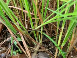 Image result for Scleria bambariensis