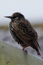 Big Black Birds In Ohio Starling With Images Starling Birds Beautiful Birds