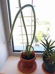 Check spelling or type a new query. Ideas For This Tall Skinny Cactus Indoorgarden
