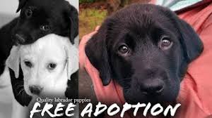 Moderately active additional information was the dog found no. Free Labrador Puppies Available For Adoption Male Female Spf Youtube