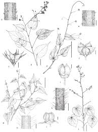 Image result for Wissadula