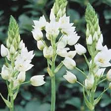 Image result for Ornithogalum flexuosum