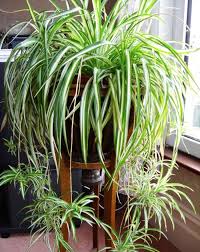 Chlorophytum Comosum Plants Inside Plants Indoor Plants