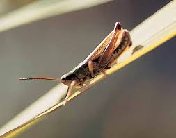 CHRYSOCHRAON DISPAR DISPAR (GERMAR, 1835), CHORTHIPPUS MONTANUS  (CHARPENTIER, 1825) E GLYPTOBOTHRUS PULLUS (PHILIPPI, 1830) IN I