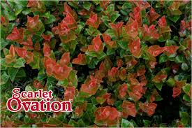 A native of pacific northwest lowland forests, this evergreen bush is beautiful throughout the year. Vaccinium Ovatum Vacsid1 Scarlet Ovation Pp25067 Briggs Nursery