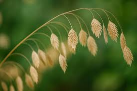 Image result for Chasmanthium latifolium