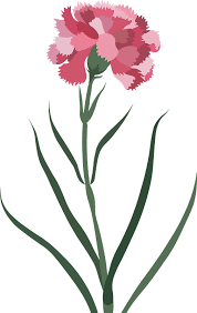 We did not find results for: Carnation Flower Clipart Free Download Transparent Png Creazilla