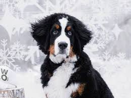 However it is very likely that audited breeders in our wide network do or will have top quality, super cute bernese mountain dog puppies for sale either now or in the near future. St Regis Aspen Hotel Got Its Own Resident Bernese Mountain Dog Puppy
