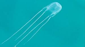 Jellyfish stings can vary in size depending on the species. Warning Swimmers Falling Victim To Jellyfish Stings And Sea Itch Loop Cayman Islands