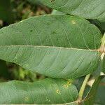 Image result for Polyscias fulva