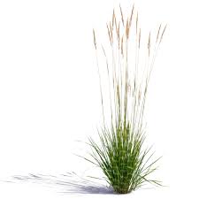 Download 220+ royalty free tufts of grass vector images. Pin Auf Bibliothek