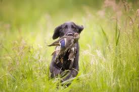 Top 10 Duck Hunting Dog Breeds With Pictures Pet Keen