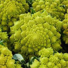 Uploaded at may 02, 2017. Romanesco Broccoli Also Known As Romanesque Cauliflower Or Simply As Romanesco Is An Edible Flower Bud Of The Spe Romanesco Broccoli Edible Flowers Romanesco