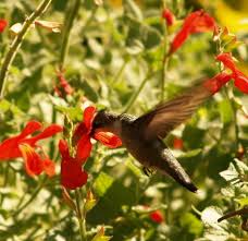 What flowers do hummingbirds like? Salvias For Texas Tough Summer Color East Texas Gardening