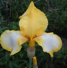 It only takes a well thought out design and the right grow your own perennial flower garden and make a sanctuary of it with these beautiful perennial blooms. Perennial Flowers For Michigan Home Facebook