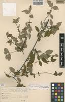 Image result for Mostuea hirsuta