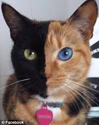 Who Are You Calling Two Faced Meet Venus The Famous Chimera Cat Who S Winning Fans World Wide With Her Striking Appearance Pretty Cats Cute Animals Animals