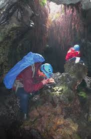 Image result for Centemopsis longipedunculata