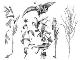 Image result for Camptorrhiza strumosa