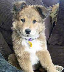 Golden retriever puppies are famously friendly and docile. 8 Golden Husky Ideas Cute Dogs Cute Animals Puppies