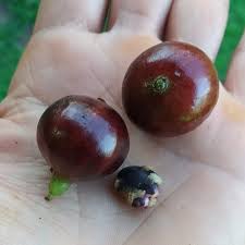 Image result for Plinia