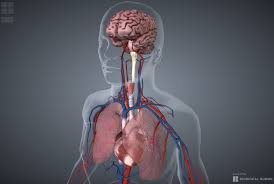 Anatomical models human, human muscular skeletal, models human anatomy, muscle torsos, sectional torsos, torso wikipedia, what is trunk of body, human anatomy human trunk diagram labeled 4 photos of the human trunk diagram labeled human brain diagram labeled, human. 3d Modeling Startup Biodigital Launches An Api For The Human Body Techcrunch