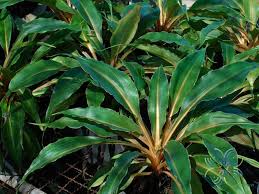 Image result for Chlorophytum filipendulum