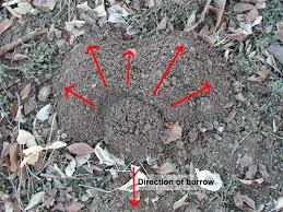 Learn about california pocket gophers including what they look like, how to identify a gopher problem on your bay area property & how smith's can using physical barriers or exclusion techniques aren't overly effective in keeping gophers out of your yard as they can tunnel very deeply underground. Backyard Gardener Managing Pocket Gophers November 23 2011