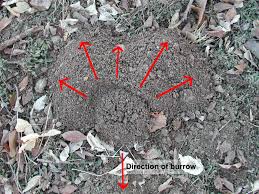 Gopher trapping is by far the most effective way to get rid of these pests. Backyard Gardener Managing Pocket Gophers November 23 2011