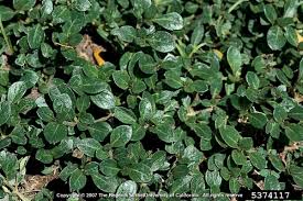 Image result for Alternanthera caracasana