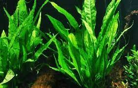 Mengutip worldwide aqua culture, berikut rekomendasi tanaman air yang dapat menghias. 20 Jenis Dan Harga Tanaman Aquascape Terindah