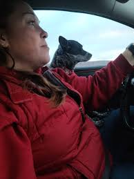 Heeler rides in front seat car seat