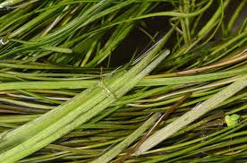 Image result for Stuckenia