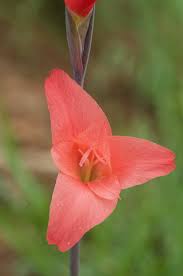 Image result for Gladiolus melleri