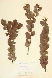 Image result for Osyris compressa