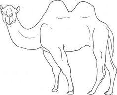With such useful help in the desert region, camel is the most humble and lovable animal. Camel