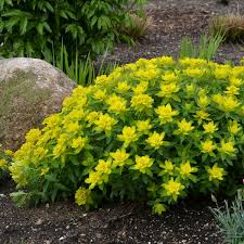 We did not find results for: Photo Essay Deer And Rabbit Resistant Perennials Perennial Resource
